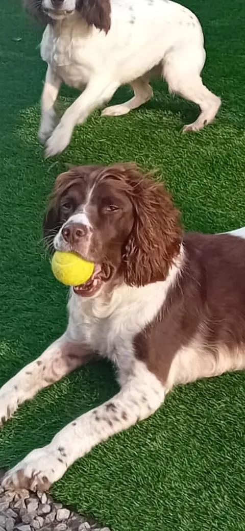 Dogs enjoying pet-friendly artificial grass