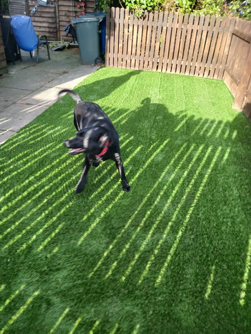 Black dog enjoying artificial grass