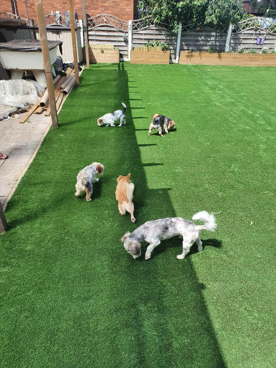 Five dogs enjoying artificial grass