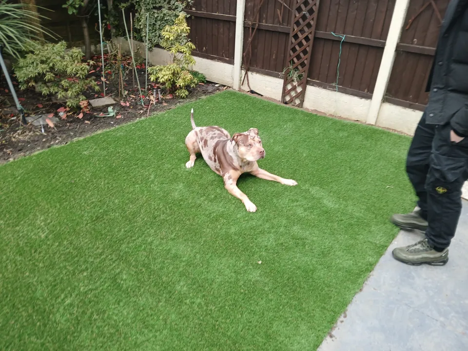 Dog enjoying artificial grass garden