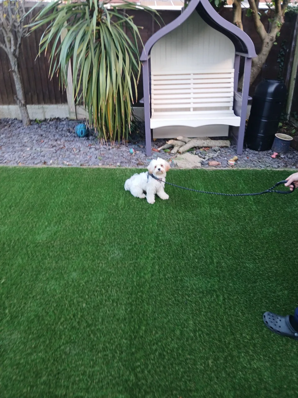 Small dog on artificial grass