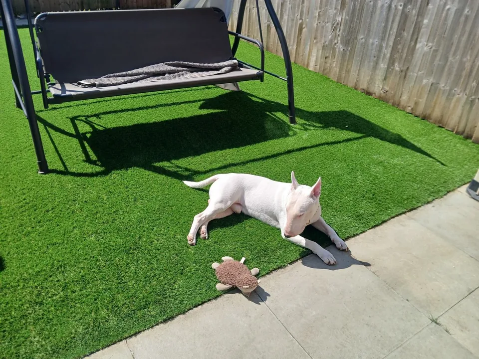 Pet-friendly artificial grass garden with white dog